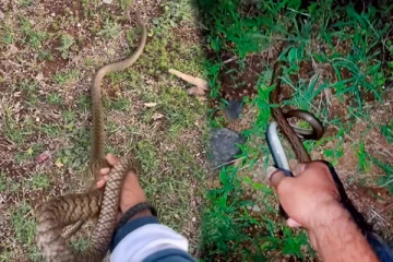 Viral Video: இளைஞர்களின் கையிலிருந்து விடுவிக்கப்படும் பாம்பு! புல்லரிக்க வைக்கும் காட்சி