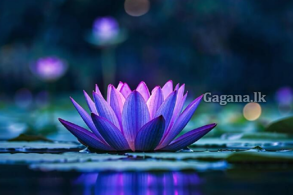 ජීවිතේ සාර්ථක වෙන්නේ වාසනාව හින්ද ද? | Activating Energy To Improve Luck