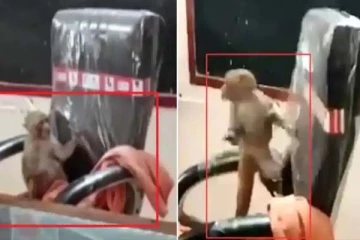 தலைமையாசிரியர் நாற்காலியில் அமர்ந்து குரங்கு அடித்த கும்மாளம்: வைரலாகும் காட்சி