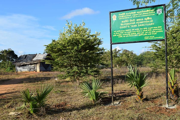 காட்டு யானையை சுட்டுக் கொன்ற நபர் கைது | Man Arrested For Shooting Wild Elephant