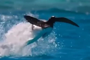 பறவையை வேட்டையாடிய மீன்... கற்பனை கூட செய்ய முடியாத அதிசயம்! தீயாய் பரவும் அரிய வீடியோ