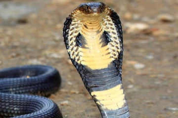 பாம்பு பிடிப்பவரை கடித்த ராஜநாகம் மரணம் - என்ன பின்னணி!