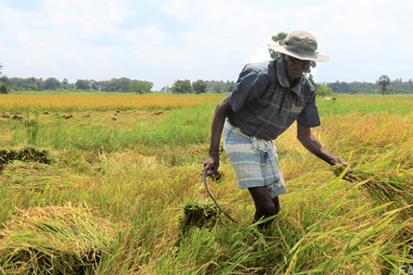 கருப்பு சந்தையில் டீசல் பெற்று அறுவடை செய்யும் விவசாயிகள் | Diesel From Black Market To Harvest