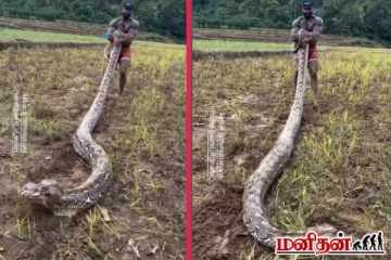 viral video: பிரம்மாண்டமாக வளர்ந்த ராட்சத மலைப்பாம்பை அசால்ட்டாக இழுத்துச்செல்லும் நபர்!