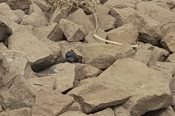 அக்போகம பகுதியில் கைக்குண்டு மீட்பு(Photo) | Grenade Recovery In Akbogama Area