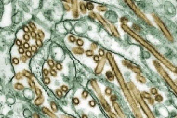 கனடாவில் ஐந்து மில்லியன் கோழிகள் உயிரிழப்பு | Nearly 5 Million Chickens Killed Due To Avian Flu