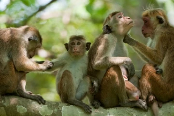 ලංකාවේ රිළවු චීනය ඉල්ලයි - පළමු අදියර යටතේ ලක්ෂයක් රිළවුන් චීනයට?.. (VIDEO)