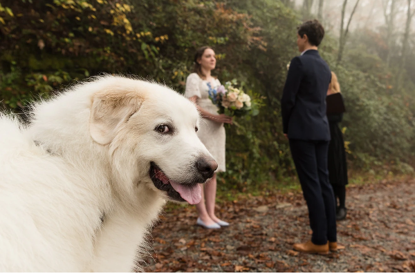 மணமக்களை பின்னுக்கு தள்ளி கியூட்டாக போஸ் கொடுத்த நாய்! என்ன நடந்தது தெரியுமா? | Four Legged Ring Bearer Steals The Sh