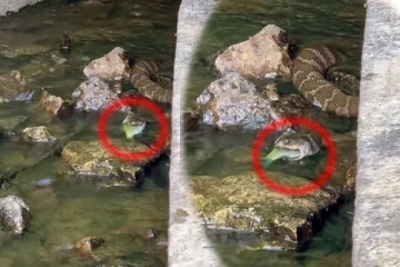 பதுங்கியிருந்து மீனை வேட்டையாடி விழுங்கிய பாம்பு! பயமுறுத்தும் காட்சி