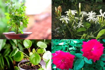 வீட்டில் இந்த செடிகள் இருந்தாலே போதும்! அதிர்ஷ்டம் தேடி வரும்