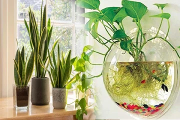 படுக்கை அறையில் தாவரங்கள் வளர்க்கலாமா? இந்த சந்தேகம் இனி வேண்டாம்