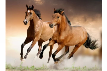 அப்பப்பா... என்ன ஒரு அழகு.... மின்னல் வேகத்தில் ஓடும் குதிரைகளின் அழகைப் பாருங்க...