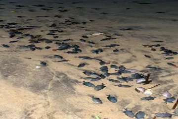 மட்டக்களப்பில் கரை ஒதுங்கும் ஒருவகை கறுப்பு நிற மீன்கள்