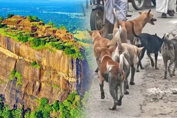 உள்ளூர் சுற்றுலாப் பயணிகளின் செயலால் சிகிரியாவில் அதிகரித்துச் செல்லும் நாய்கள் கூட்டம்