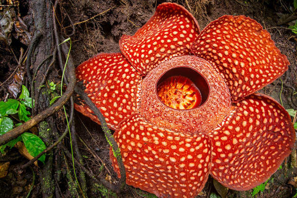உலகிலேயே மிகப்பெரிய பூ கண்டுபிடிப்பு! | The Biggest Flower Discovery The World