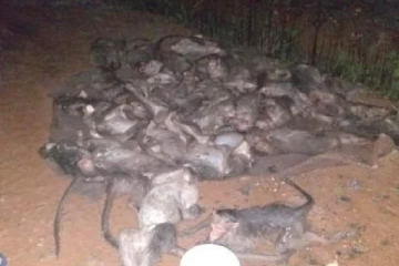 விஷம் வைத்து கொன்று, சாக்கு முட்டையில் கட்டி வீசப்பட்ட 46 குரங்குகள்! அதிர்ச்சியூட்டும் சம்பவம்