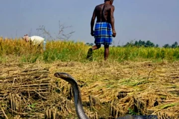 வயல்வெளியில் இரவு தங்கிய தம்பதி! அடுப்பு தயார் செய்ய கல்லை எடுத்த போது காத்திருந்த அதிர்ச்சி