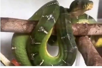 பச்சை நிற பாம்பின் வயிற்றிலிருந்து வெளிவந்த பழுப்பு நிற குட்டி! நெகிழ வைக்கும் காட்சி