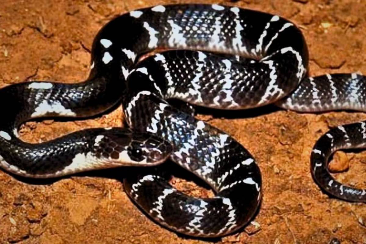 பாம்புக்கடி மோசடி... மருத்துவர் உட்பட 17 பேர் கைது | 17 Arrested In 17 Cr Snake Bite Scam Chhattisgarh பாம்புக்கடி மோசடி... மருத்துவர் உட்பட 17 பேர் கைது | 17 Arrested In 17 Cr Snake Bite Scam Chhattisgarh