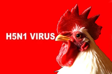 கொரோனாவை விட 100 மடங்கு கொடியது., பறவைக் காய்ச்சல் அச்சுறுத்தல்