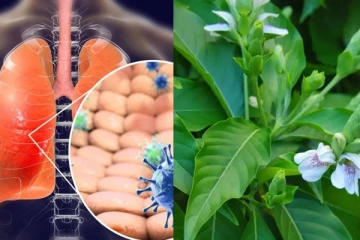 நாள்பட்ட இருமல், சளியால் அவஸ்தையா? கவலையே வேண்டாம்.. தீர்வு தரும் ஆடாதோடை