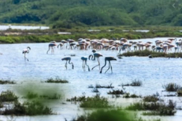 உலக ஈரநிலங்கள் தினம் இன்று!