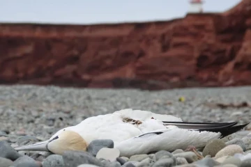 கனடாவில் கொல்லப்பட்ட இரண்டு மில்லியன் பறவைகள்: வேகமாக பரவும் பயங்கர வைரஸ்