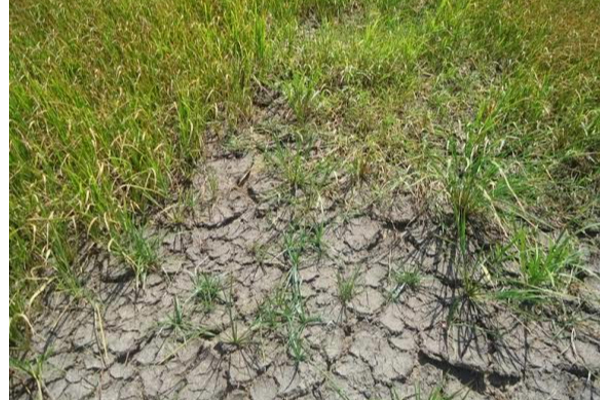 யாழில் கடற்படையினரால் பாதிக்கப்படும் நீர்வளம்! விடுக்கப்பட்டுள்ள கோரிக்கை | Water Resources Affected By Navy Water Chittakeni