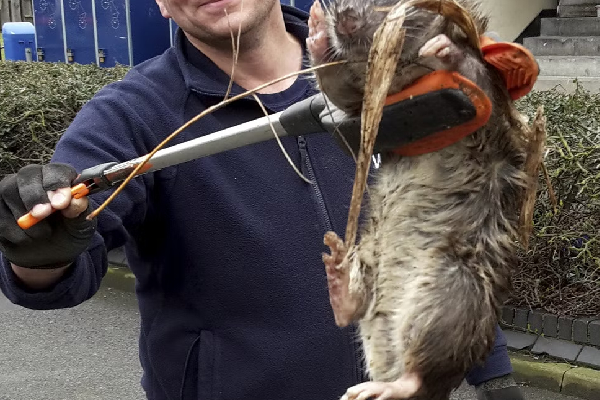 பிரித்தானிய மக்களுக்கு விடுக்கப்பட்ட எச்சரிக்கை! | A Warning To The British Public Rat