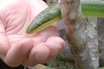 பாம்புக்கு தண்ணீர் அளித்த நபர்.... திடீரென்று நெஞ்சு வலி வந்து நாக்கில் வளர்ந்த முடி அதிர்ச்சி!