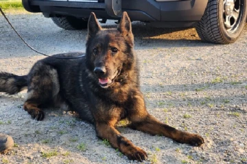 கனடாவில் நெகிழ்ச்சியை சம்பவம்; கடமை தவறா போலீஸ் மோப்ப நாய்