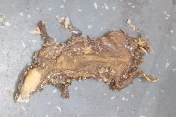 இங்கிலாந்தில் கபாப் கடையில் கண்டுபிடிக்கப்பட்ட பொறித்த எலி: அதிரவைத்த காட்சிகள்