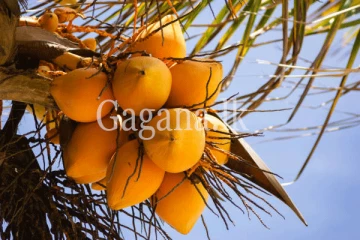 තැඹිලි ගෙඩියෙන් සල්ලි හොයන අලුත්ම විදිහ මෙන්න. - ගෙඩියක් රුපියල් 2,000යි.