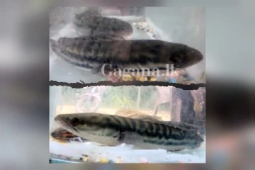 මාංශ භක්ෂක මත්ස්‍යයෙක්ගෙන් ධීවරයින්ට කරදර ..