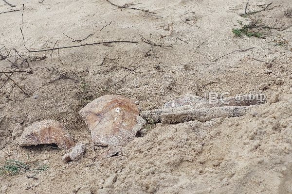 யாழில் மீட்கப்பட்ட மனித எச்சங்கள் | Human Remains Recovered From Jaffna Allaipitiya