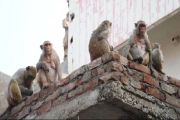 குரங்கை விரட்டும் முயற்சியில் 2 வயது மகனின் உயிரை பறித்த தந்தை