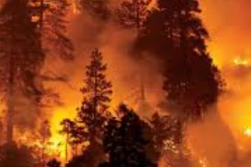 උණුසුම් කාලගුණික තත්ත්වය හේතුවෙන් ලැව්ගිනි 33ක් - හෙක්ටයාර දෙදහසක් විනාශ වෙලා.. (විදෙස්)