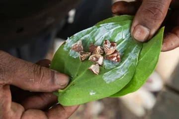 உணவுக்கு பின் வெற்றிலை மெல்லுவதால் கிடைக்கும் பலன்கள் என்ன தெரியுமா?
