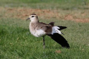 அபூர்வமாக தென்பட்ட ஆள் காட்டி பறவைகள்! எந்த நாட்டில் தெரியுமா?