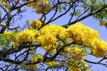 இலங்கையில் பூத்துக் குலுங்கும் பூ மரம்... படையெடுக்கும் சுற்றுலா பயணிகள்!