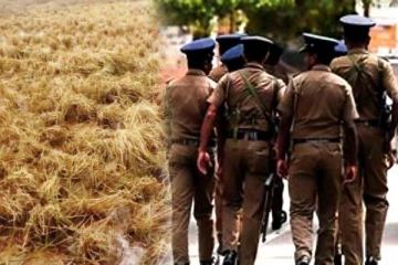 கிளிநொச்சியில் களவாக அறுவடை செய்யப்பட்ட வயல்: பொலிஸாரின் கவனயீனம்