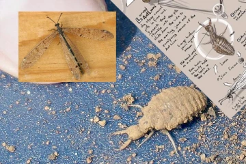 අල්ලේ තියාගෙන නටවන බිං කුණ්ඩන්ගේ භෞතික විද්‍යා දැනුම.