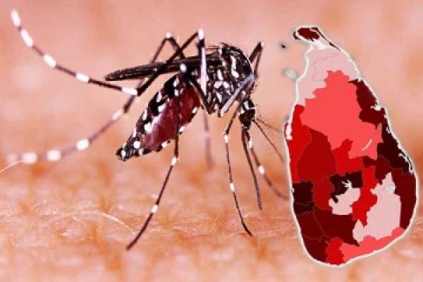 நாடு முழுவதும் தீவிரமடையும் டெங்கு நோய்: பொதுமக்களுக்கு விடுக்கப்பட்ட அறிவுறுத்தல் | Dengue Fever Is Increasing Across The Country நாடு முழுவதும் தீவிரமடையும் டெங்கு நோய்: பொதுமக்களுக்கு விடுக்கப்பட்ட அறிவுறுத்தல் | Dengue Fever Is Increasing Across The Country