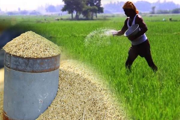 விவசாயிகளுக்கு மகிழ்ச்சித் தகவல் : நெல்லுக்கான குறைந்த பட்ச விலை நிர்ணயம் - ஐபிசி தமிழ்