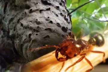 நாட்டில் அதிக விஷத்தன்மை கொண்ட எறும்புகள்: விடுக்கப்பட்டுள்ள கோரிக்கை