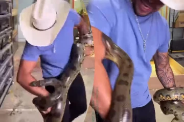 ராட்சத மலைப்பாம்பிடம் கடி வாங்கும் நபர்... நடுநடுங்க வைக்கும் காட்சி