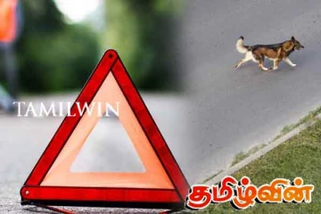 முல்லைத்தீவில் இளைஞனுக்கு எமனான நாய்