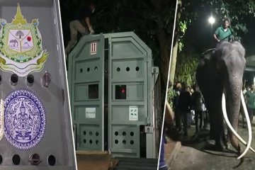 இலங்கையில் சரியான பராமரிப்பு இல்லை! தன் நாட்டுக்கே செல்ல விமான நிலையம் வந்த யானை