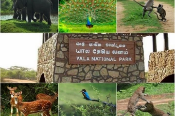 காலவரையறையின்றி மூடப்பட்டது யால பூங்கா