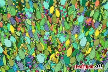 ஐந்து வினாடிகளில் இதில் மறைந்திருக்கும் கிளியை கண்டுபிடிக்க முடியுமா?